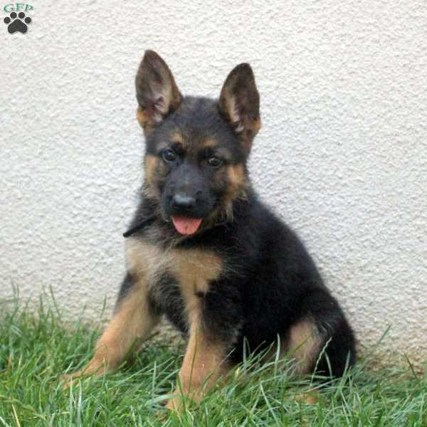 Tera, German Shepherd Puppy