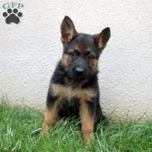 Tera, German Shepherd Puppy