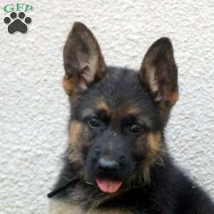 Tera, German Shepherd Puppy