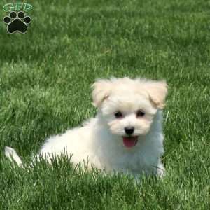 Tera, Maltichon Puppy