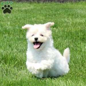 Tera, Maltichon Puppy