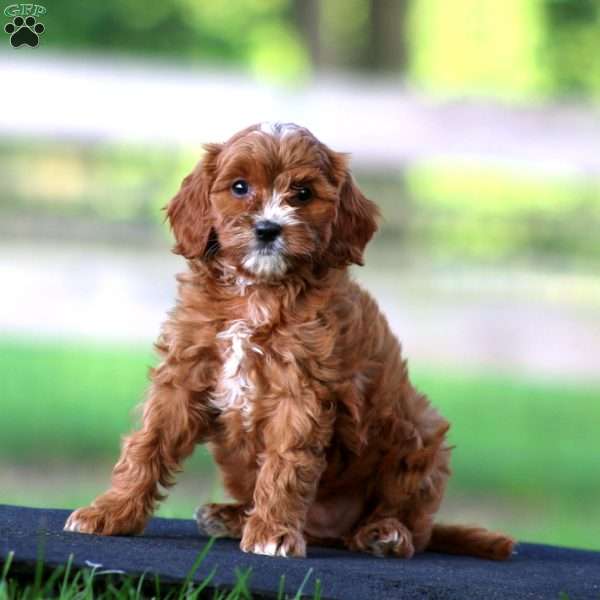 Teresa, Cavapoo Puppy