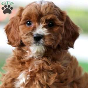 Teresa, Cavapoo Puppy