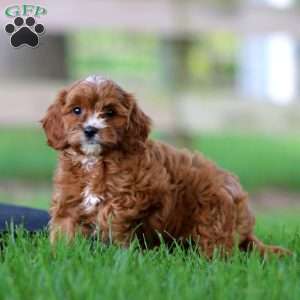 Teresa, Cavapoo Puppy
