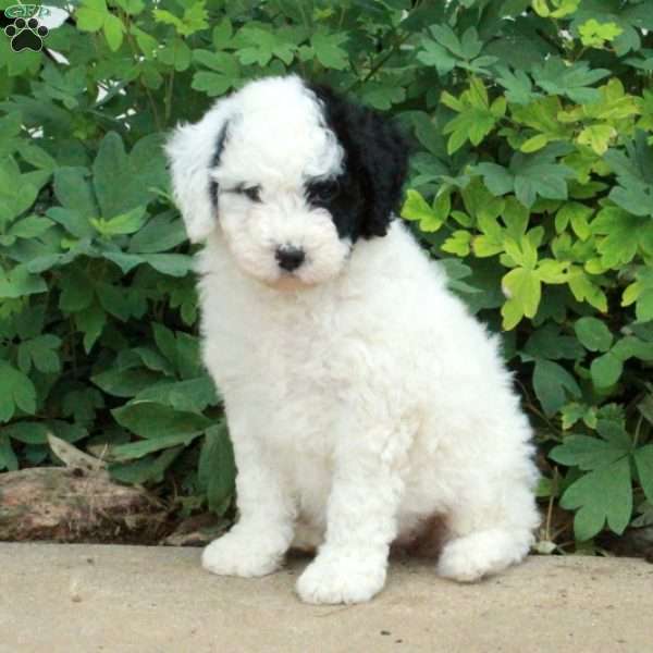 Tessa, Mini Bernedoodle Puppy