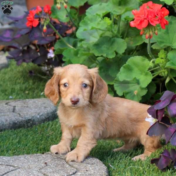 Tessa – Mini, Dachshund Puppy