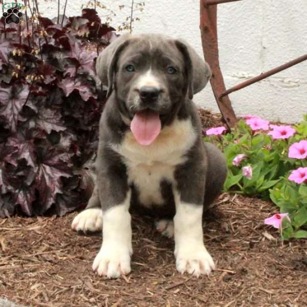 Tessa, Cane Corso Puppy