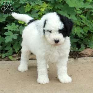 Tessa, Mini Bernedoodle Puppy