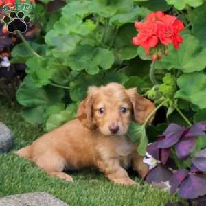 Tessa – Mini, Dachshund Puppy
