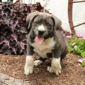 Tessa, Cane Corso Puppy