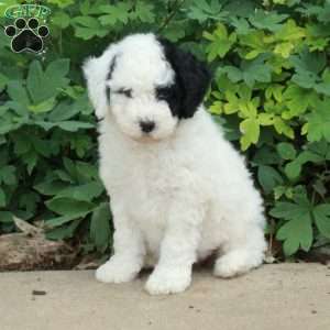 Tessa, Mini Bernedoodle Puppy