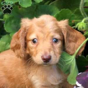 Tessa – Mini, Dachshund Puppy