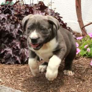 Tessa, Cane Corso Puppy