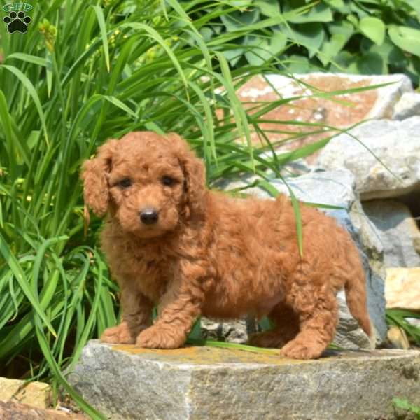 Tex-F1bb, Mini Goldendoodle Puppy