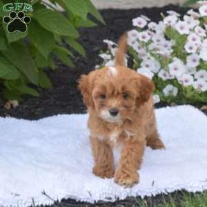 Tex, Cavapoo Puppy