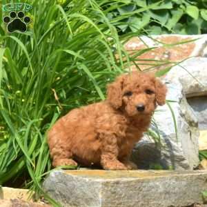 Tex-F1bb, Mini Goldendoodle Puppy