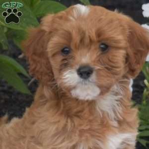 Tex, Cavapoo Puppy
