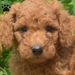 Tex-F1bb, Mini Goldendoodle Puppy