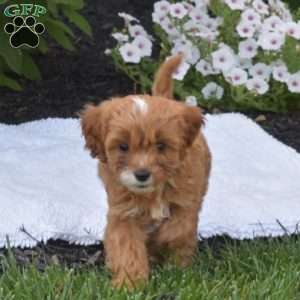 Tex, Cavapoo Puppy