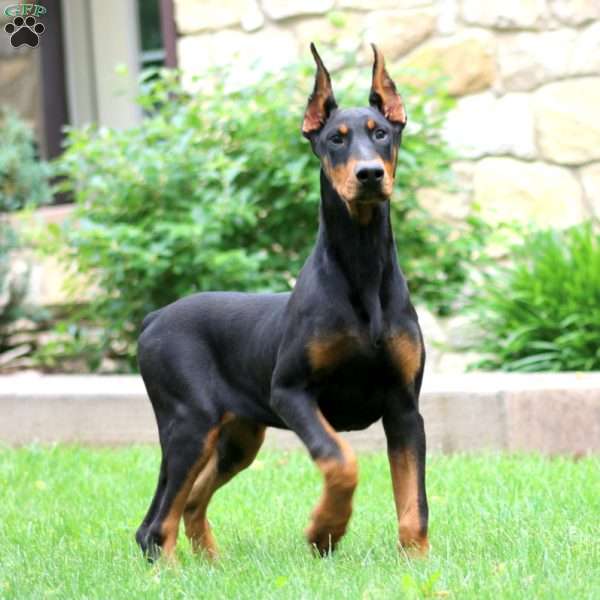 Thea, Doberman Pinscher Puppy