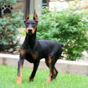 Thea, Doberman Pinscher Puppy