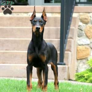 Thea, Doberman Pinscher Puppy