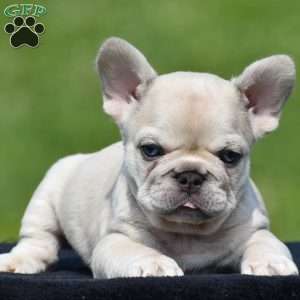 Theo, French Bulldog Puppy