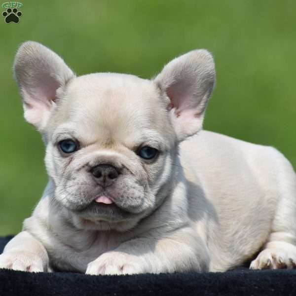 Theo, French Bulldog Puppy