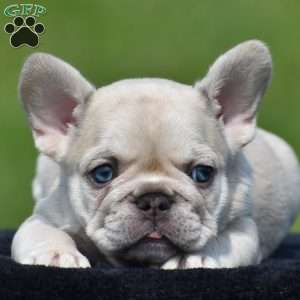 Theo, French Bulldog Puppy