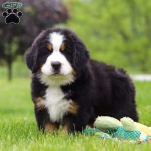 Theo, Bernese Mountain Dog Puppy