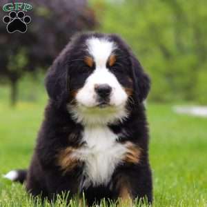 Theo, Bernese Mountain Dog Puppy