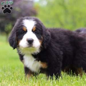 Theo, Bernese Mountain Dog Puppy