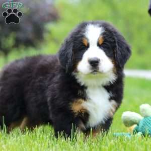 Theo, Bernese Mountain Dog Puppy