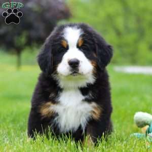 Theo, Bernese Mountain Dog Puppy