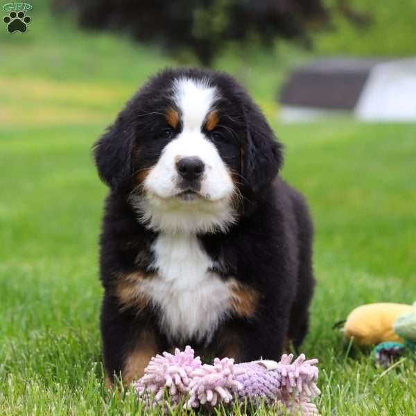 Theo, Bernese Mountain Dog Puppy