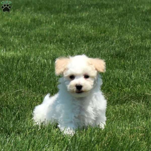 Theo, Maltichon Puppy