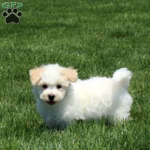 Theo, Maltichon Puppy