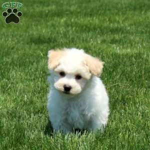 Theo, Maltichon Puppy