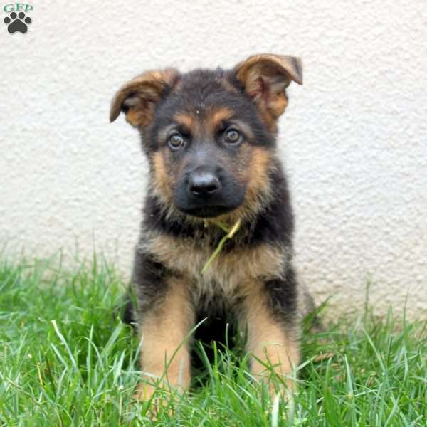 Thomas, German Shepherd Puppy