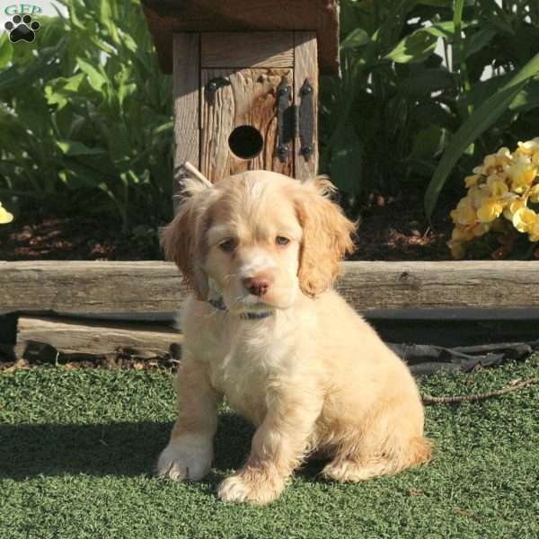 Thomas, Cocker Spaniel Puppy