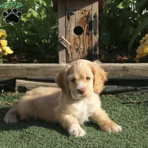 Thomas, Cocker Spaniel Puppy