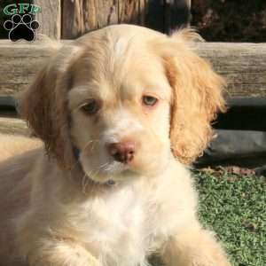 Thomas, Cocker Spaniel Puppy