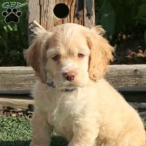 Thomas, Cocker Spaniel Puppy
