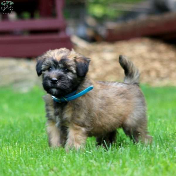 Thomas, Soft Coated Wheaten Terrier Puppy