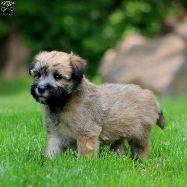 Tiffany, Soft Coated Wheaten Terrier Puppy
