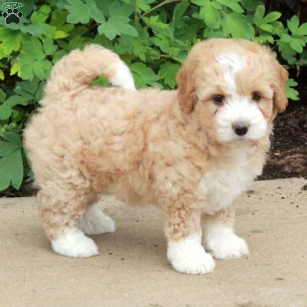 Tillie, Mini Bernedoodle Puppy