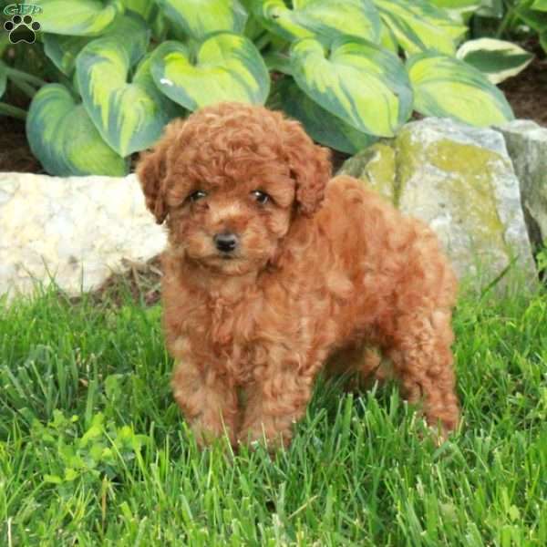 Tillie, Miniature Poodle Puppy