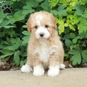 Tillie, Mini Bernedoodle Puppy