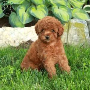 Tillie, Miniature Poodle Puppy