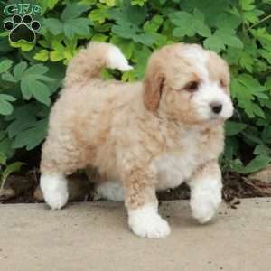 Tillie, Mini Bernedoodle Puppy